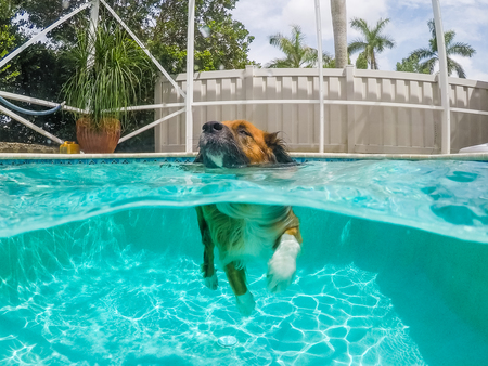 Entry image for Moose. Clicking this image will show a larger photo