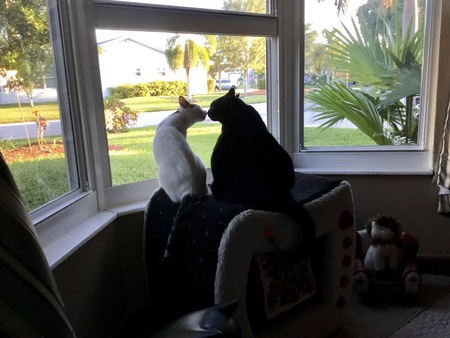 Entry image for Cosmo & Emma. Clicking this image will show a larger photo