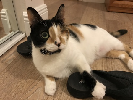 Entry image for Penelope . Clicking this image will show a larger photo