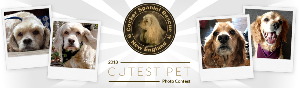 Banner for Cutest Pet Contest