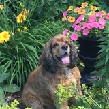 Entry image for Marley
