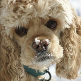 Entry image for Reilly