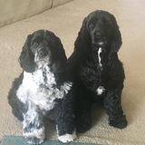 Entry image for Hobie and Oreo