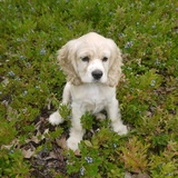 Entry image for Poppy