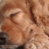 Entry image for Cody