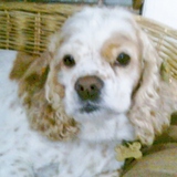 Entry image for Freckles
