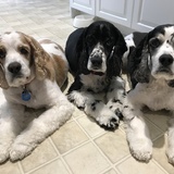 Entry image for Teddy, Tommy & Timmy