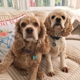 Entry image for Bella and Sadie