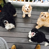 Entry image for Bosco Bear, Buddy Bear, Chloe Bear, and Mariah