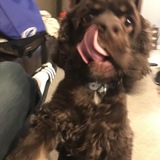 Entry image for Bandit