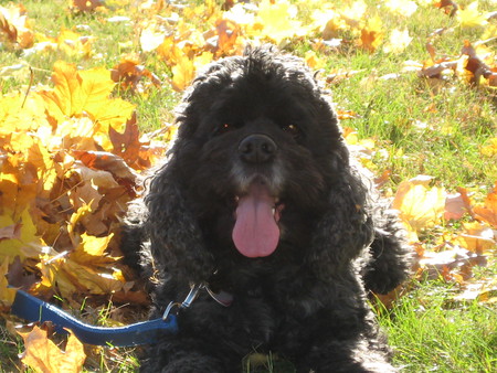 Entry image for Chester. Clicking this image will show a larger photo