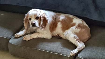 Entry image for Rudy. Clicking this image will show a larger photo