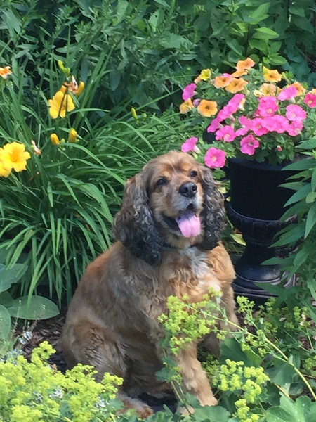 Entry image for Marley. Clicking this image will show a larger photo