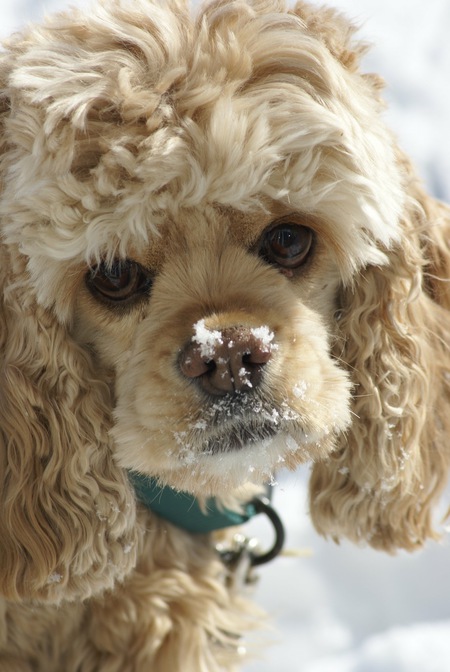 Entry image for Reilly. Clicking this image will show a larger photo