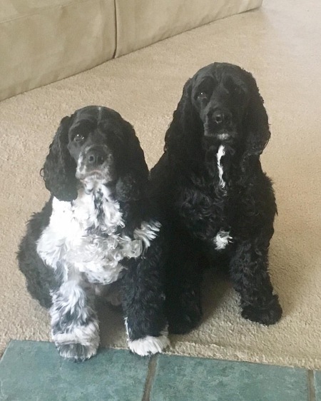 Entry image for Hobie and Oreo. Clicking this image will show a larger photo