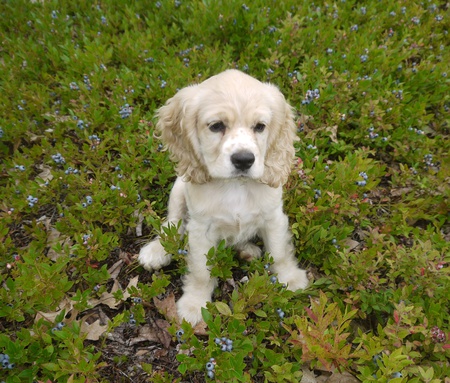 Entry image for Poppy. Clicking this image will show a larger photo