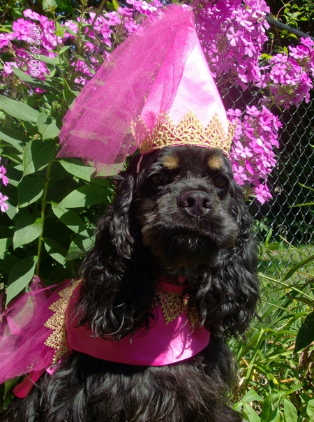 Entry image for Gabby. Clicking this image will show a larger photo