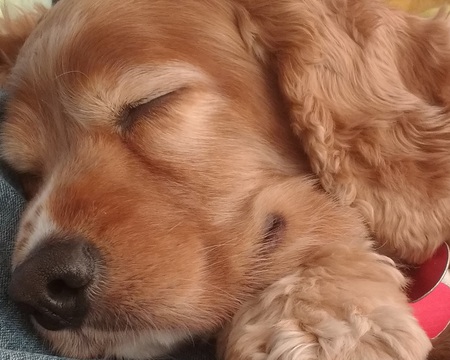 Entry image for Cody. Clicking this image will show a larger photo