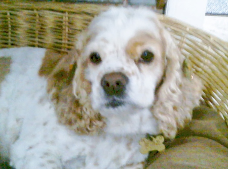 Entry image for Freckles. Clicking this image will show a larger photo