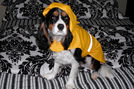 Entry image for Isabelle. Clicking this image will show a larger photo