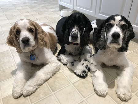 Entry image for Teddy, Tommy & Timmy. Clicking this image will show a larger photo