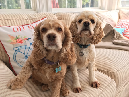 Entry image for Bella and Sadie. Clicking this image will show a larger photo