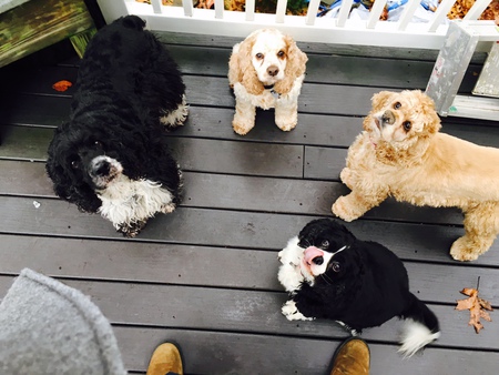 Entry image for Bosco Bear, Buddy Bear, Chloe Bear, and Mariah. Clicking this image will show a larger photo