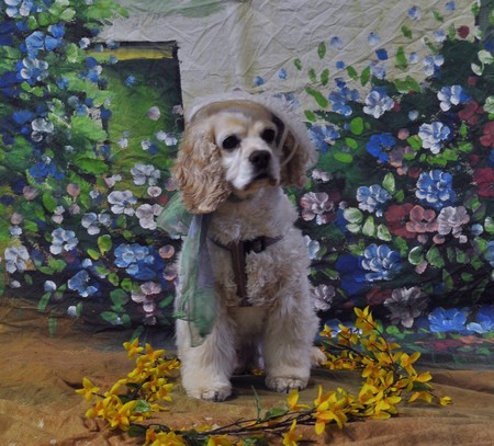 Entry image for Ivy. Clicking this image will show a larger photo