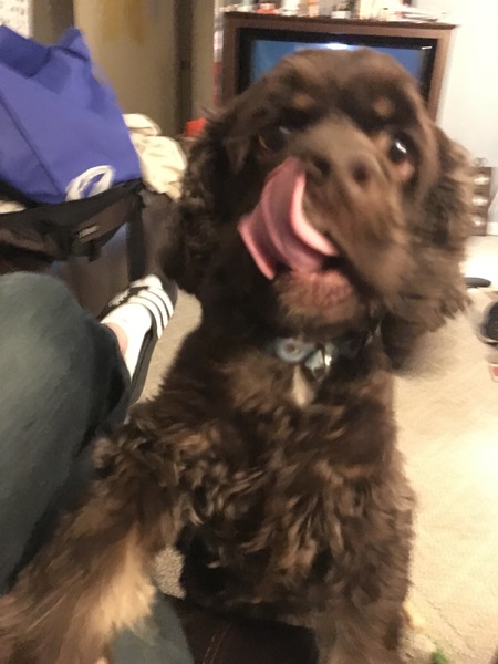 Entry image for Bandit. Clicking this image will show a larger photo