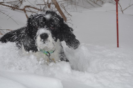 Entry image for Brady. Clicking this image will show a larger photo