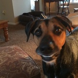 Entry image for Sadie