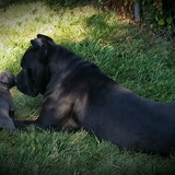 Entry image for Kai and puppy Ziah