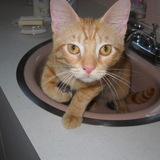 Entry image for Carmie