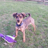 Entry image for Jazz