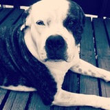 Entry image for Diesel