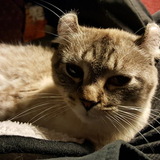 Entry image for Gonzo