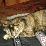 Entry image for Sweetie 