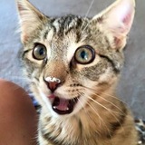 Entry image for Simba