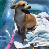 Entry image for Lupe