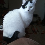 Entry image for Belle