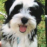 Entry image for Sid and Manny