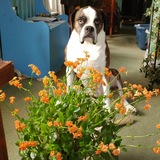 Entry image for Shooter