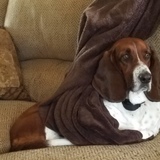 Entry image for Bella