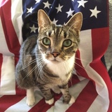 Entry image for Thor