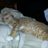 Entry image for Chewbacca Ludwig Patterson