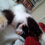 Entry image for Melody Marie Grace Patterson