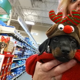 Entry image for Winston