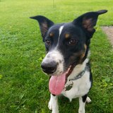 Entry image for Clover