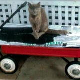 Entry image for Jasper