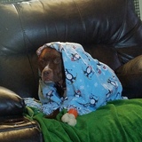 Entry image for Trixie Mae